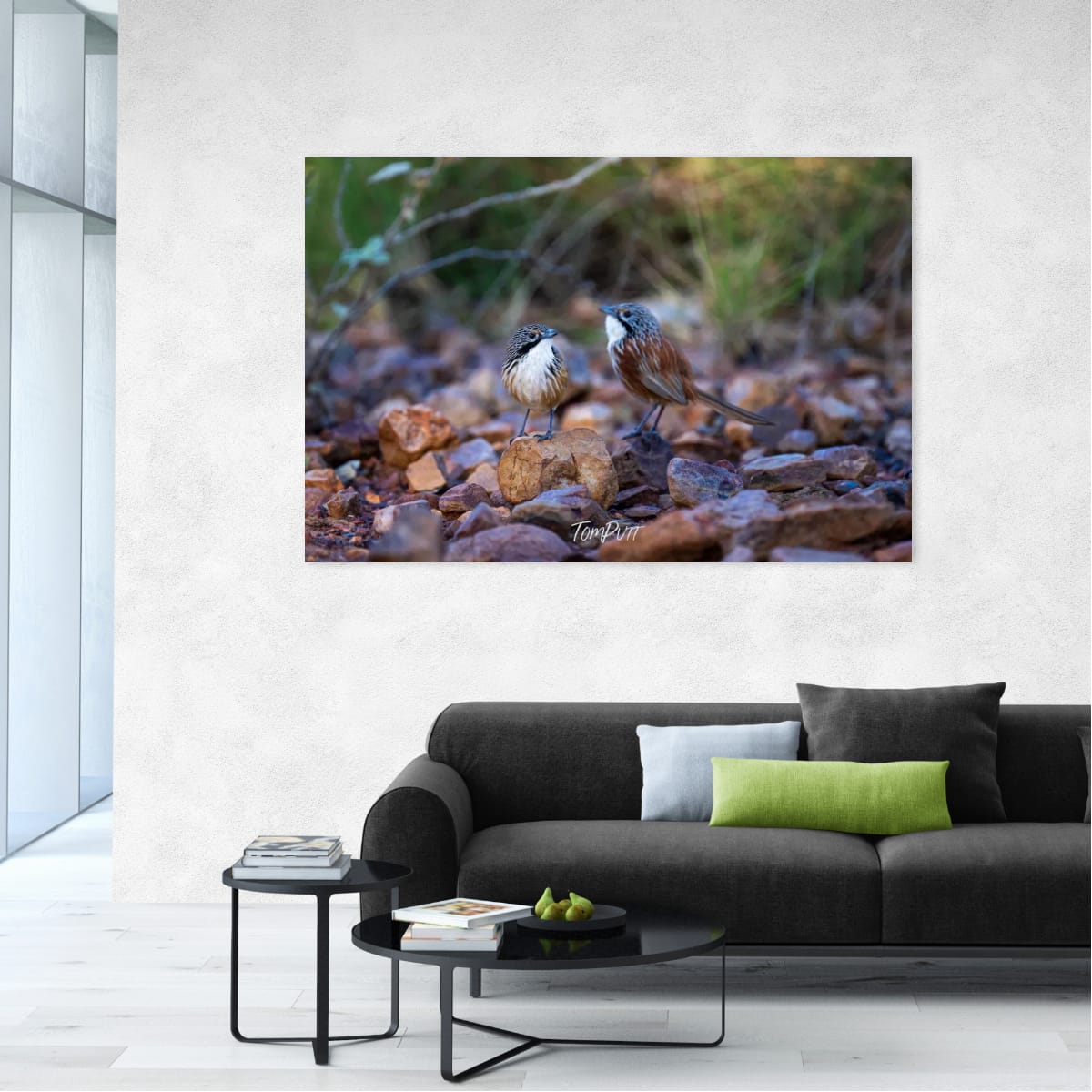 The Bond, Carpentarian Grasswren