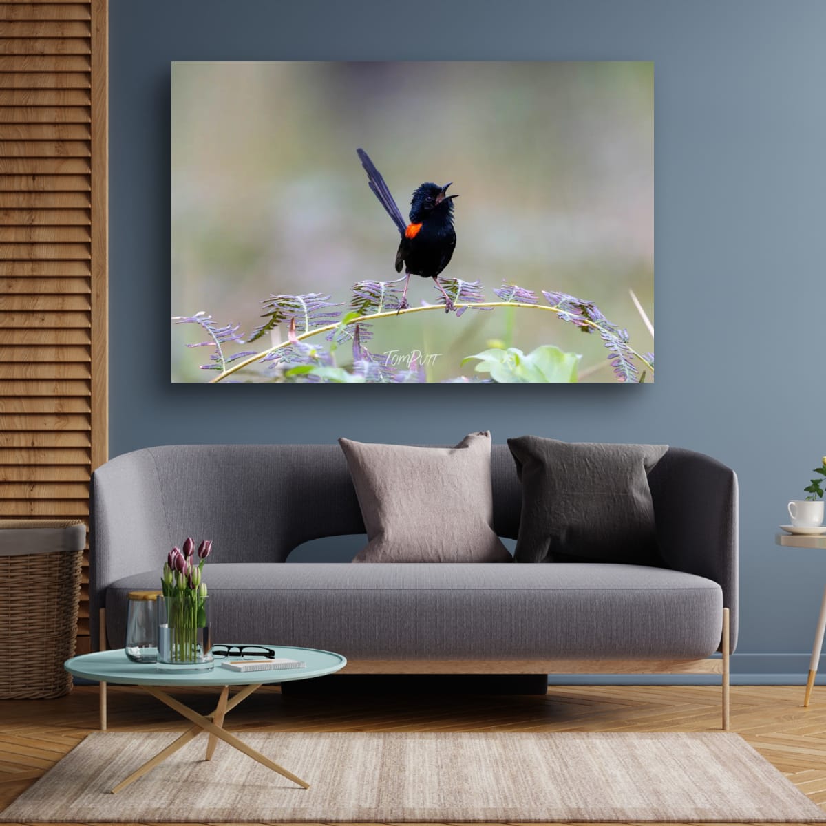 Red-Backed Fairy Wren in Full Song