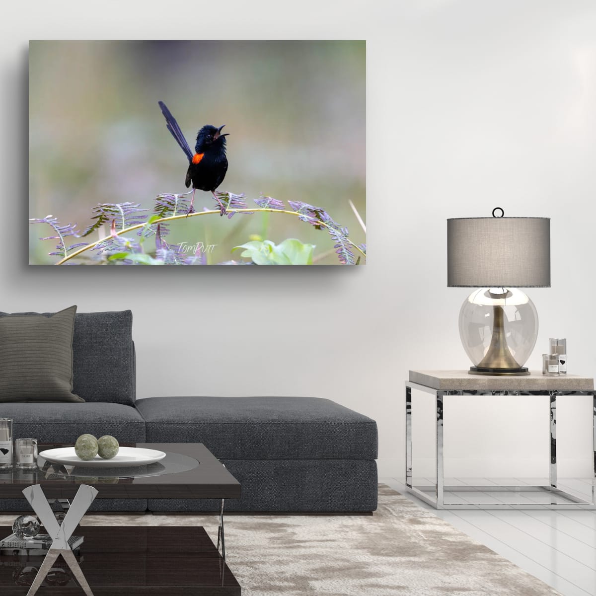 Red-Backed Fairy Wren in Full Song