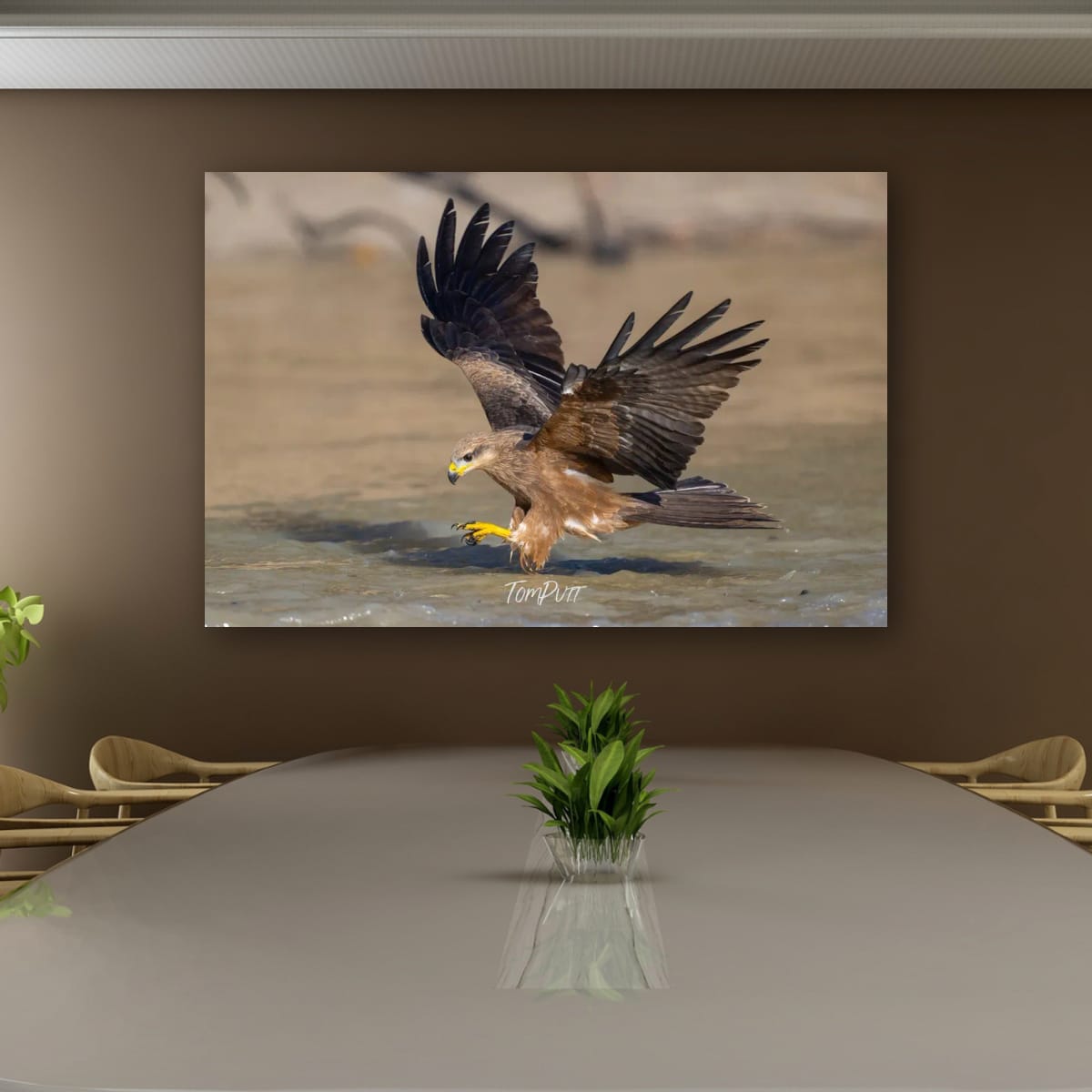 Precision Dive. Black Kite