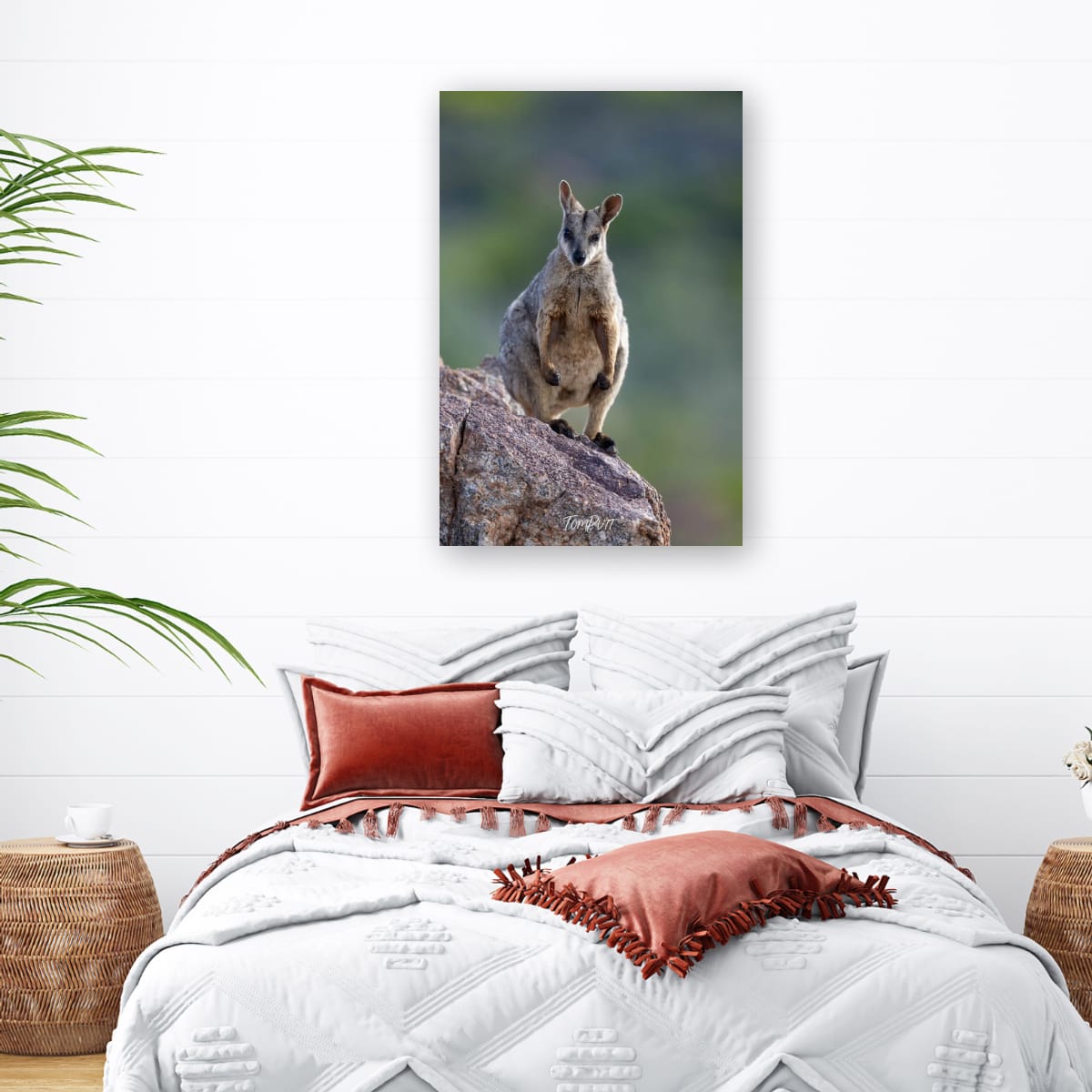Ready. Purple-Necked Rock Wallaby