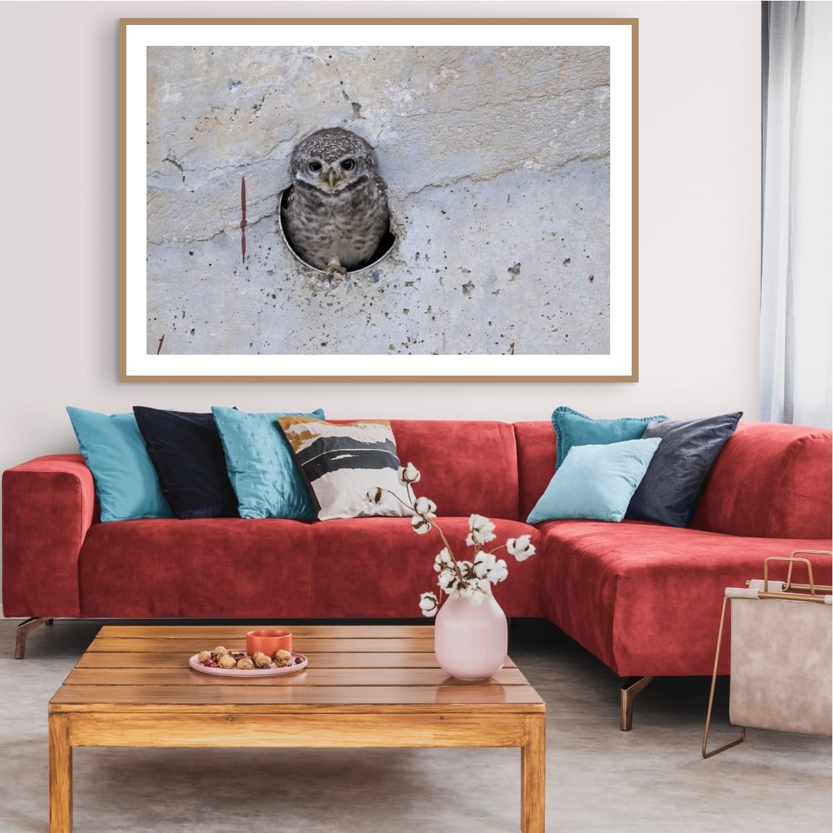 Spotted Owlet, India