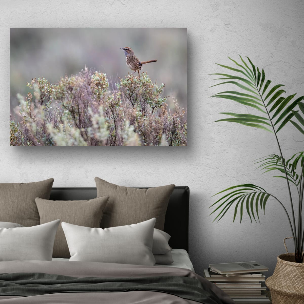 Rufous Fieldwren Sentinel