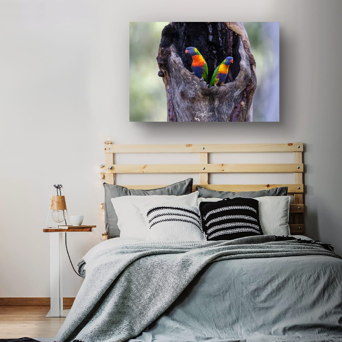 Rainbow Lorikeet Pair, Carnarvon Gorge