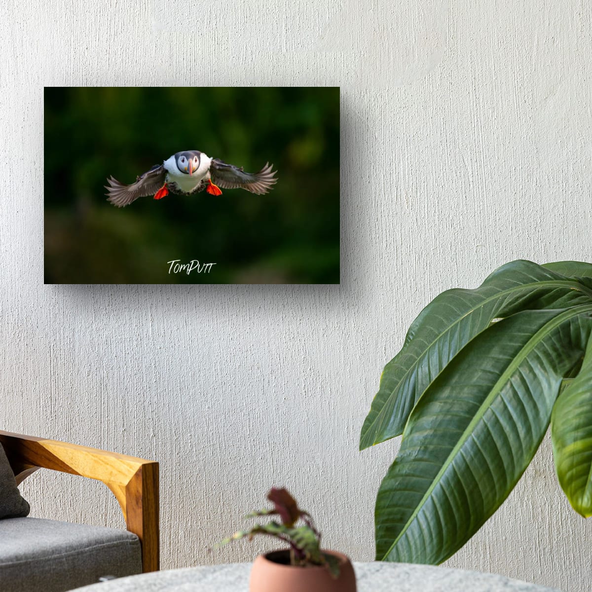 Atlantic Puffin on Approach