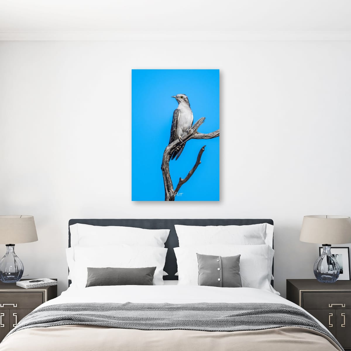 Poise. Pallid Cuckoo