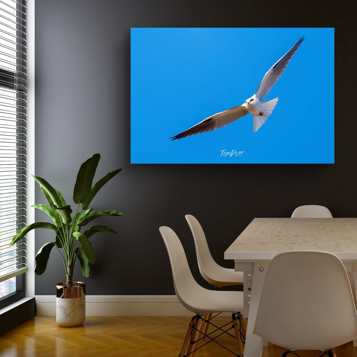 Gliding. Black-Shouldered Kite