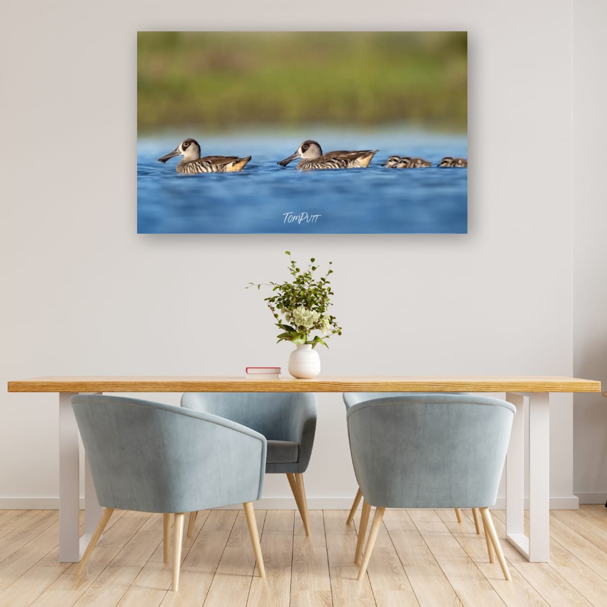 Family Outing. Pink-Eared Duck