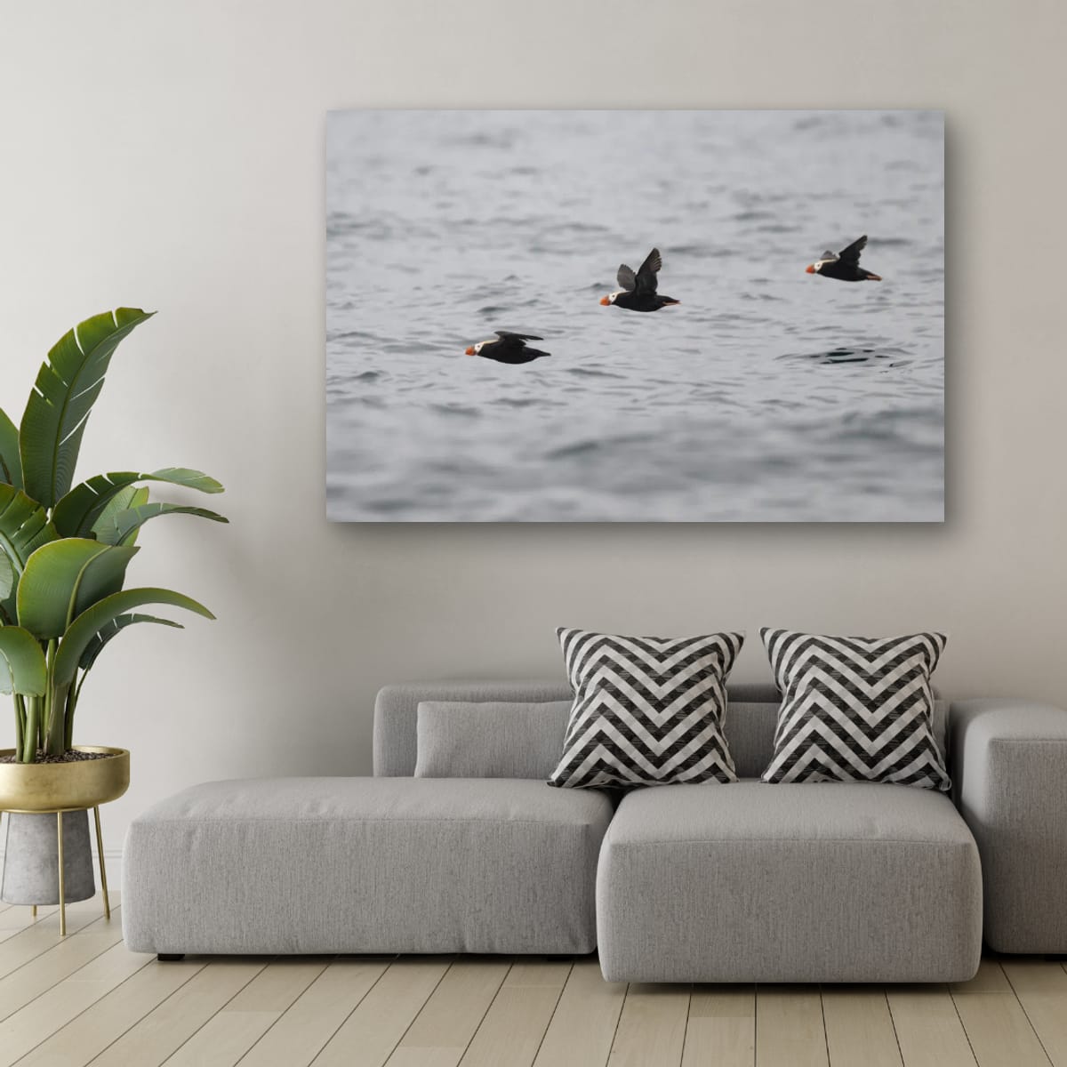 A Trilogy of Tufted Puffins