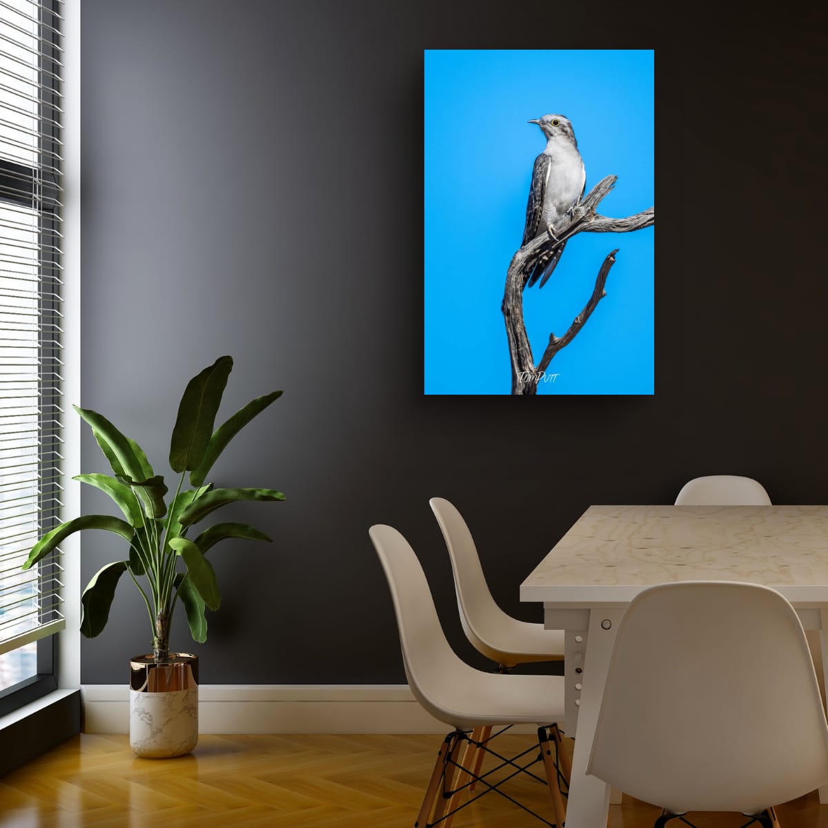 Poise. Pallid Cuckoo