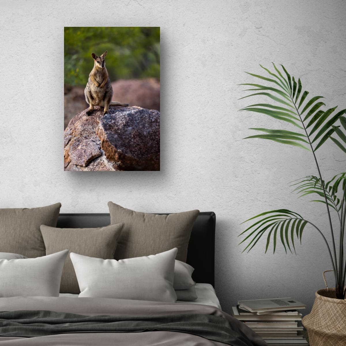 The Boss. Purple-Necked Rock Wallaby
