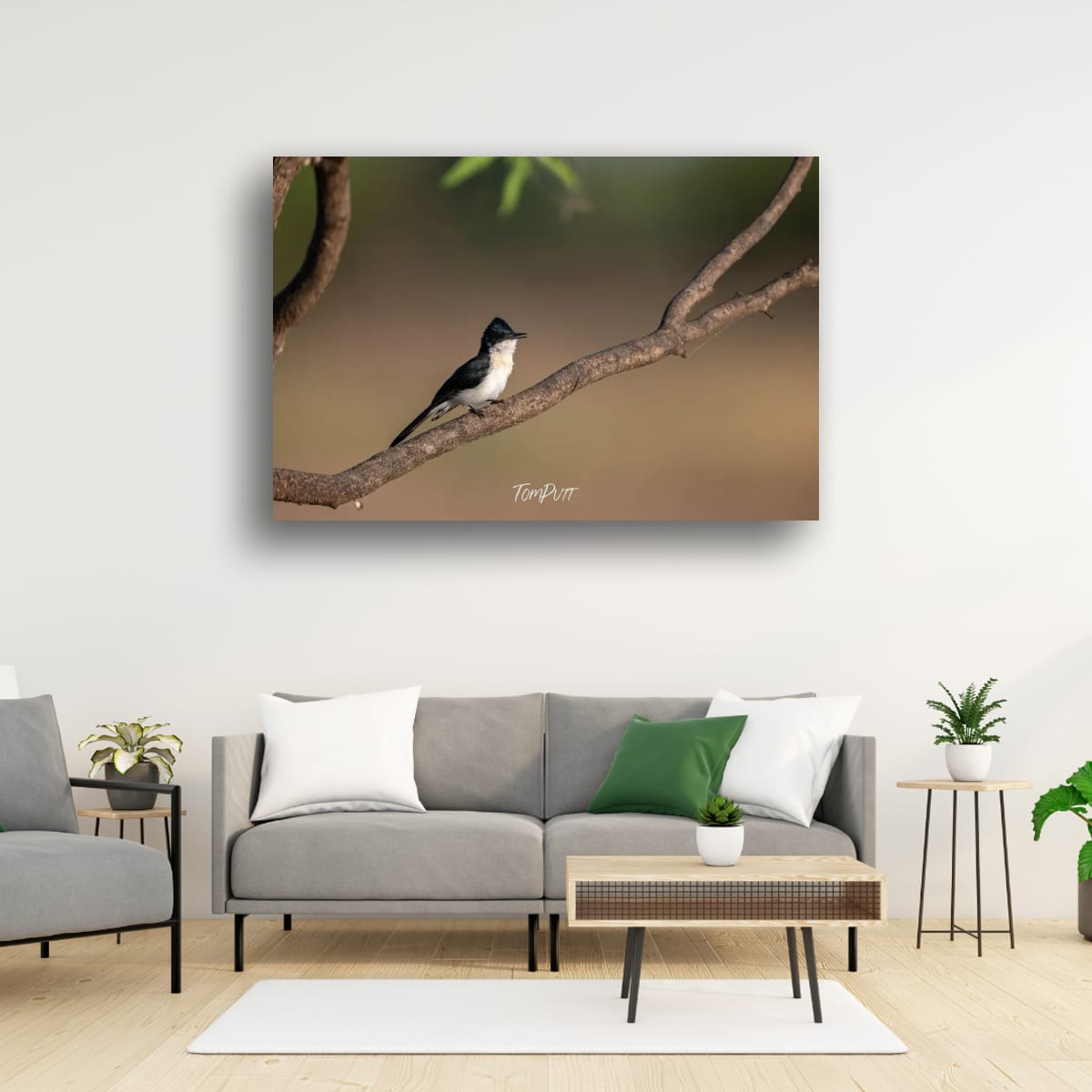 Call of the Paperbark Flycatcher