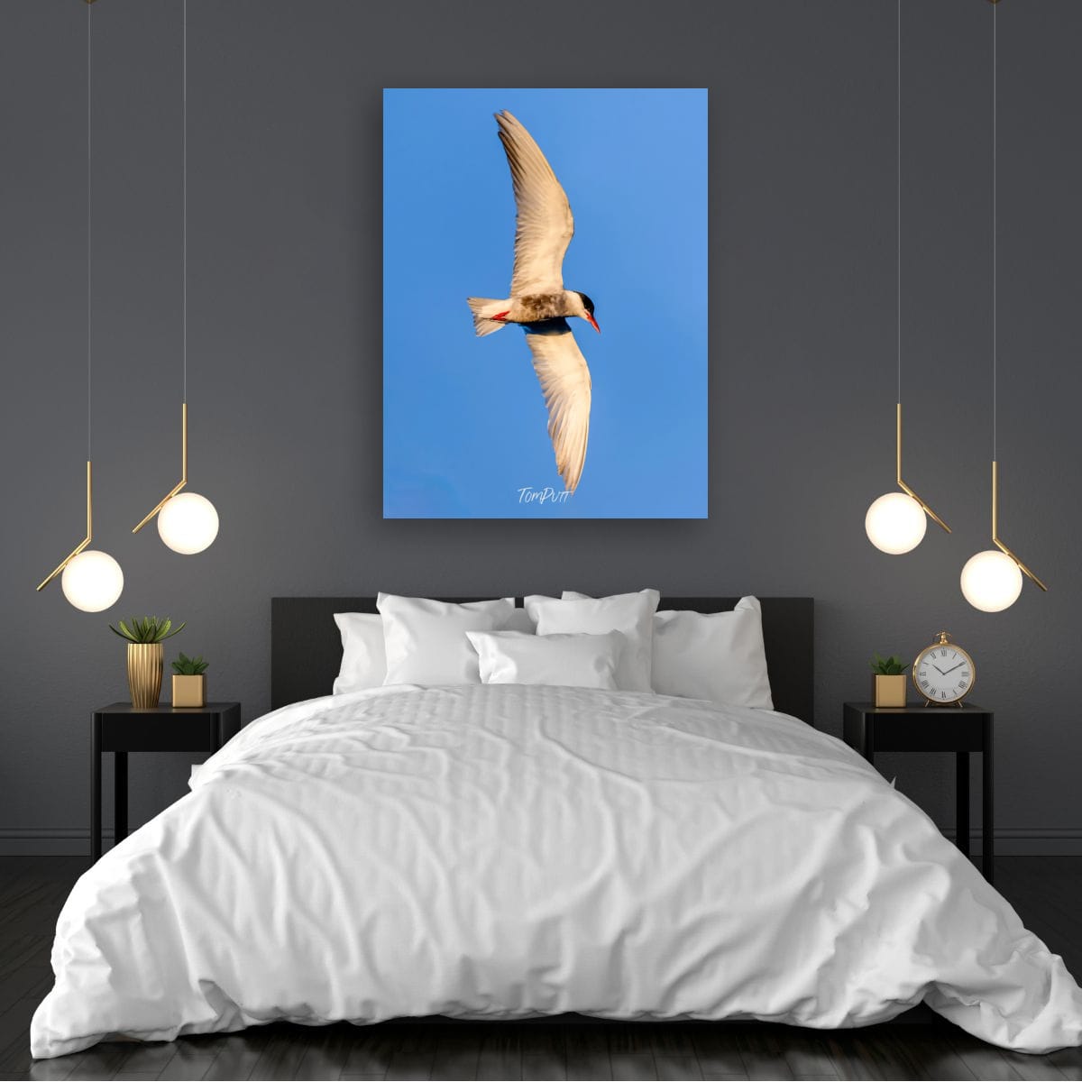 Against the Blue. Whiskered Tern