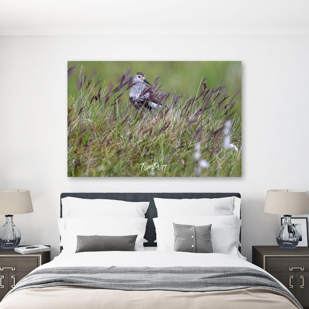 Watchful Dunlin