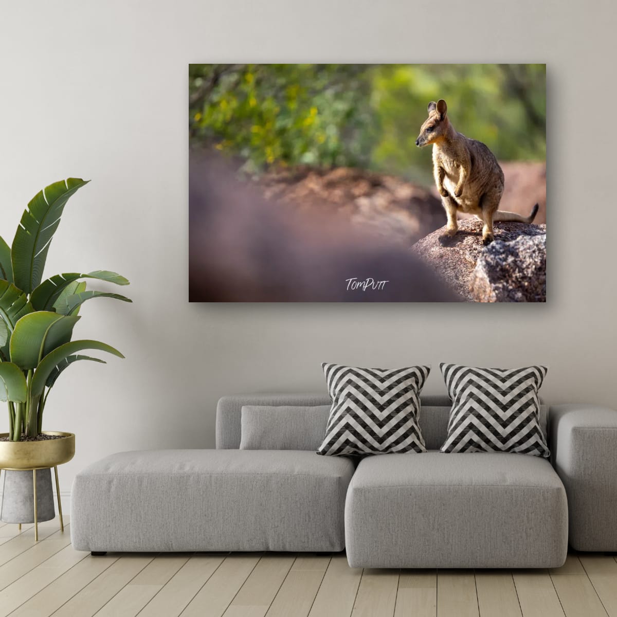 At Rest. Purple-Necked Rock Wallaby