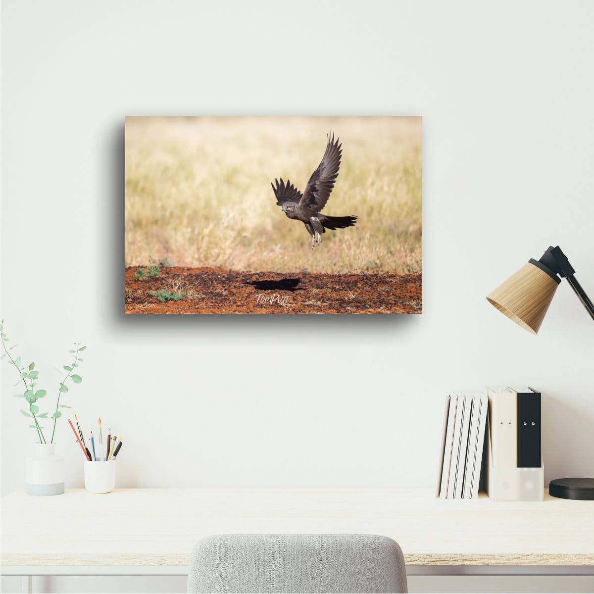 Black Falcon in Flight