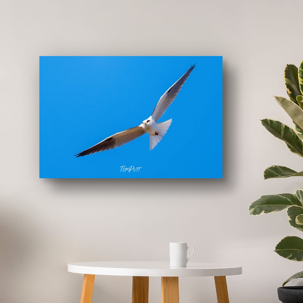 Gliding. Black-Shouldered Kite