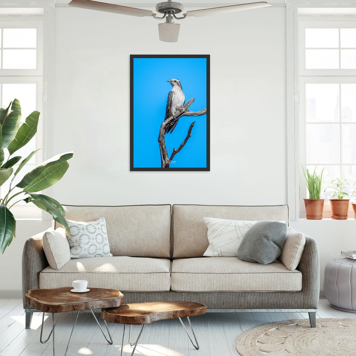 Poise. Pallid Cuckoo