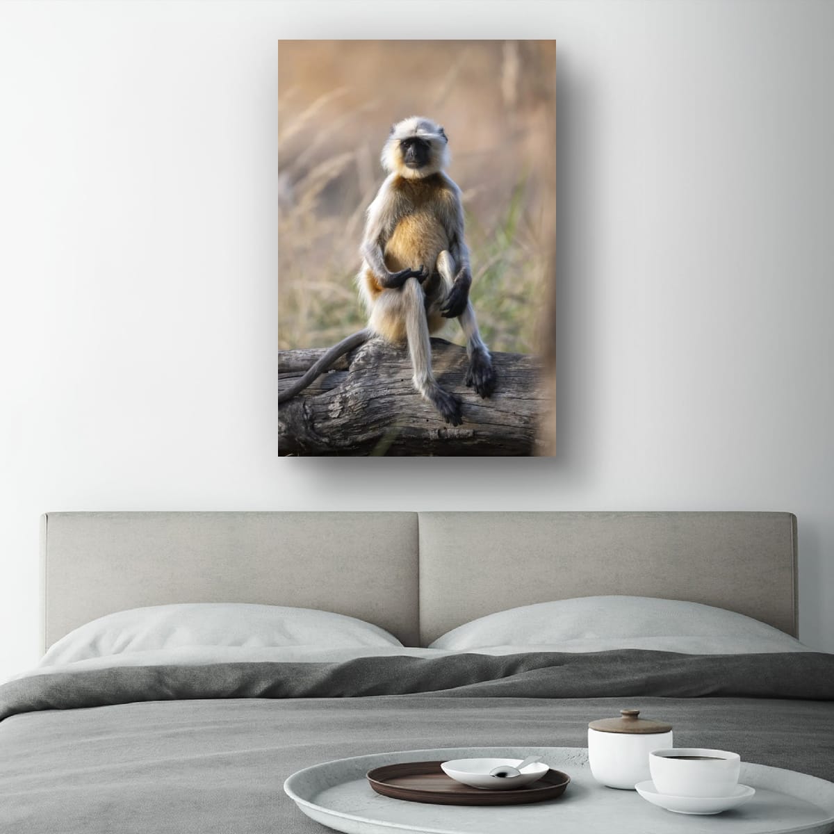 Curious Monkey, India