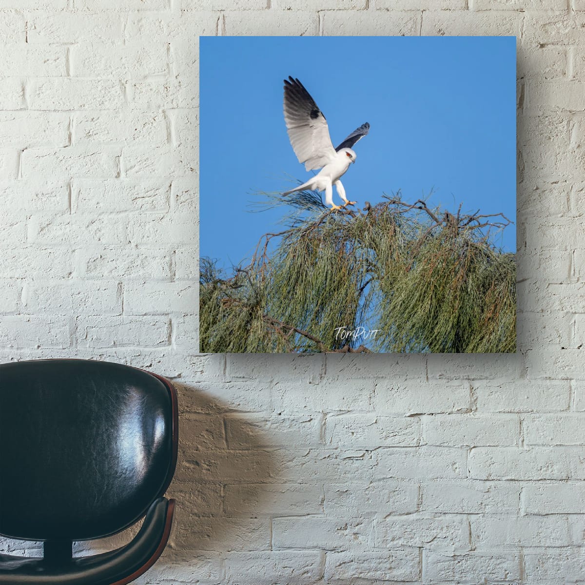 Landing. Black-Shouldered Kite