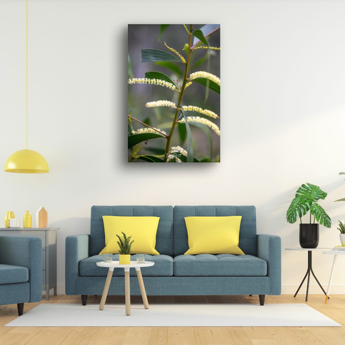 Carnarvon Wattle