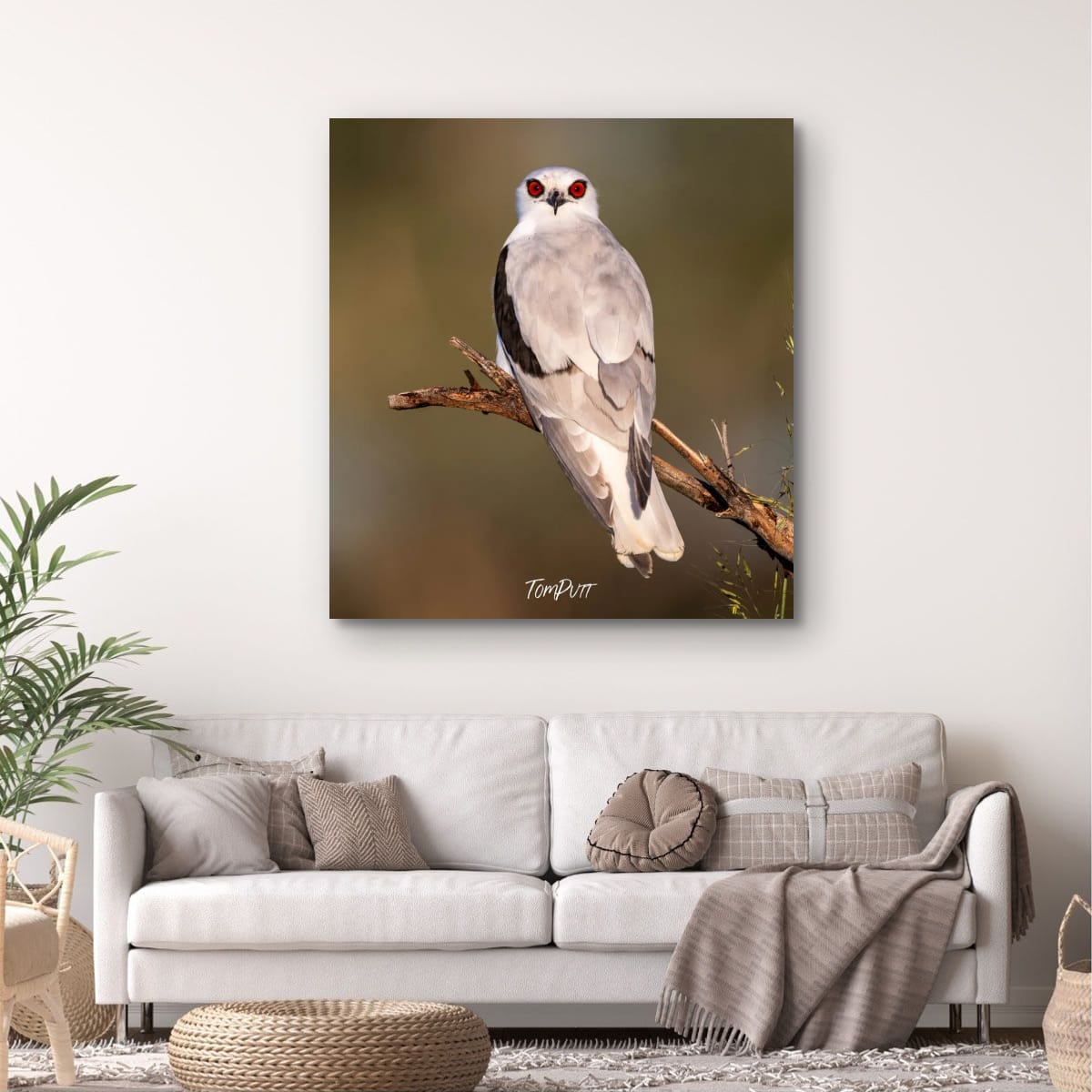 Eyes of the Letter-Winged Kite