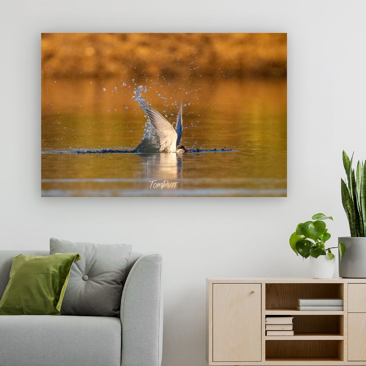 Fly Swimming. Whiskered Tern