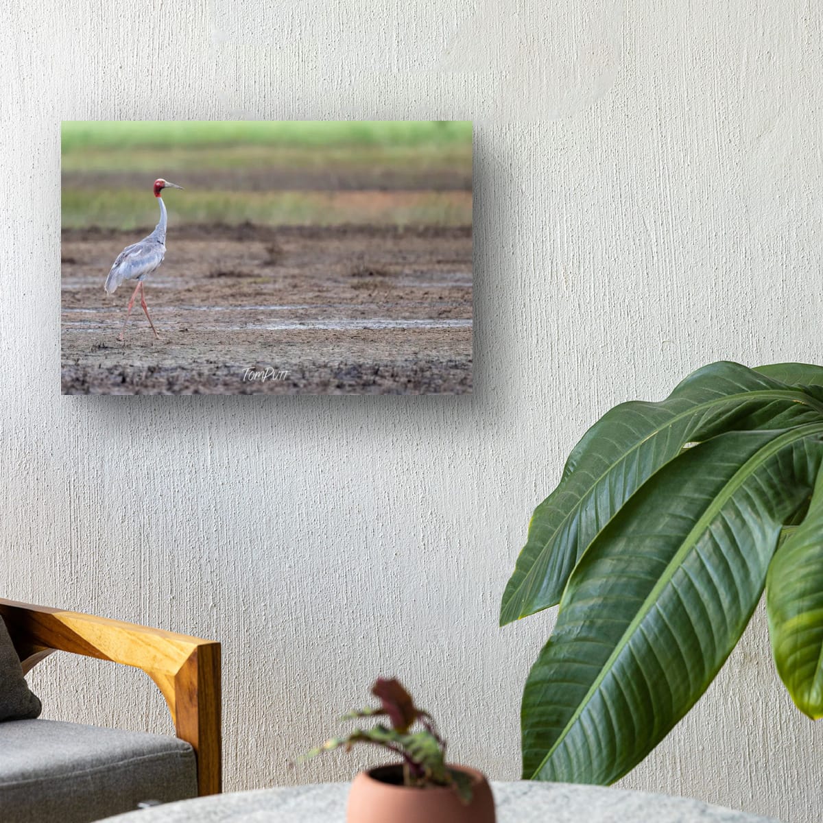Sarus Crane Strolling
