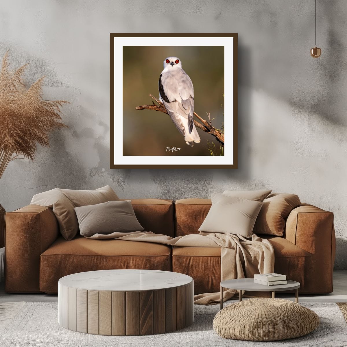 Eyes of the Letter-Winged Kite