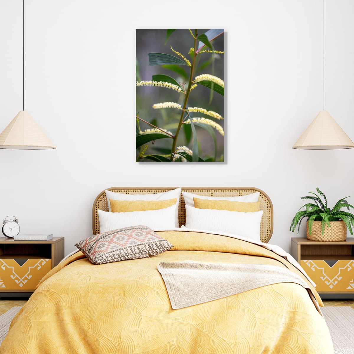 Carnarvon Wattle