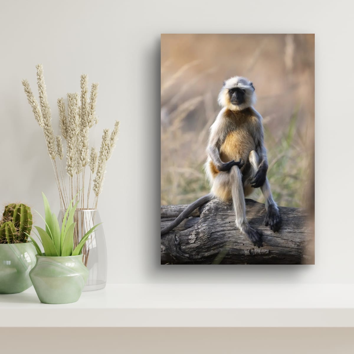 Curious Monkey, India