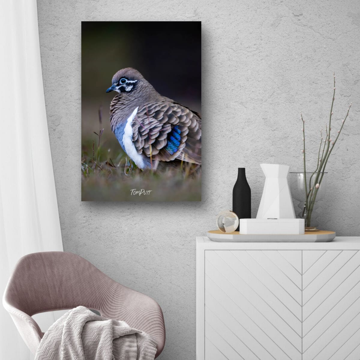 Squatter Pigeon, Carnarvon Gorge