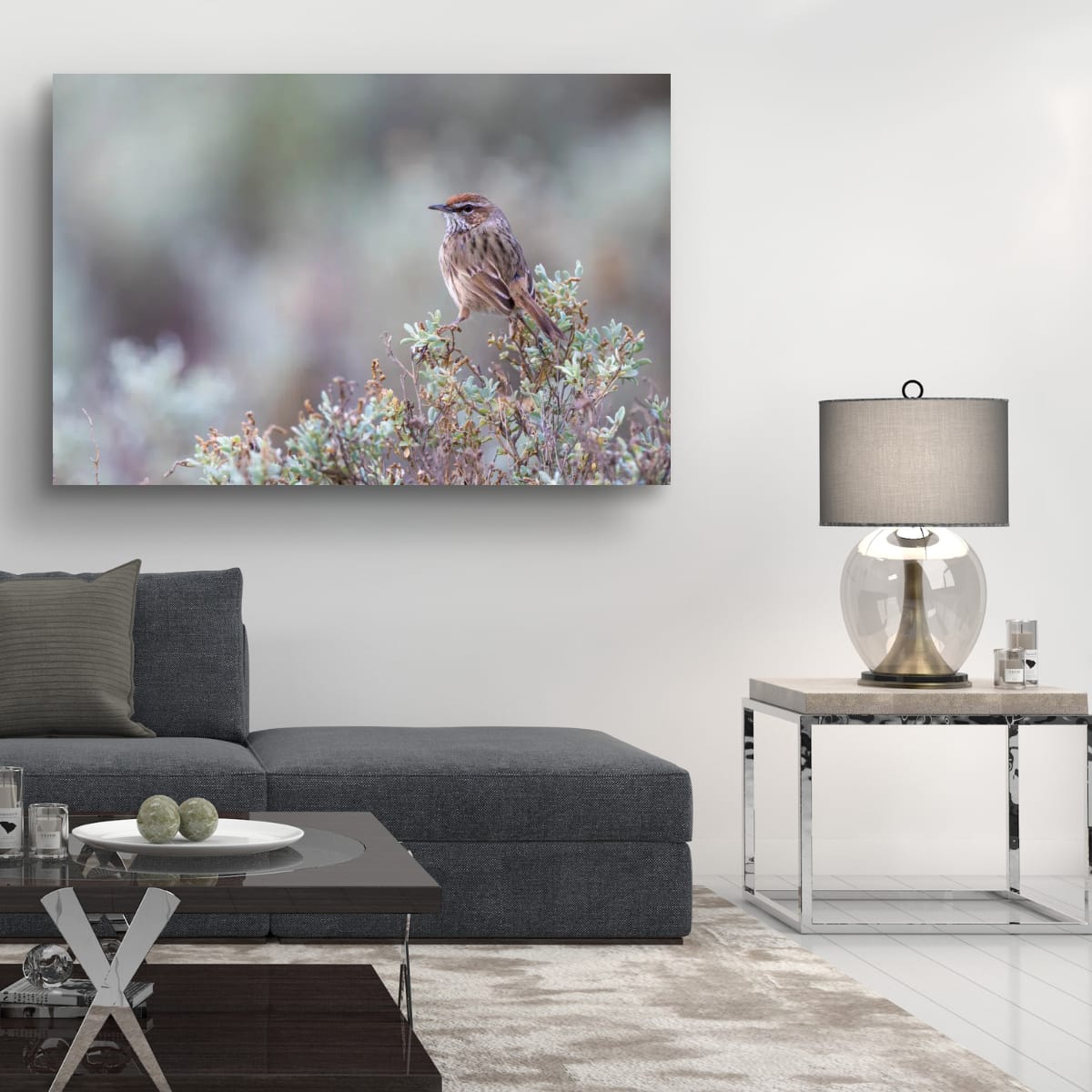 Feathered Pause. Rufous Fieldwren