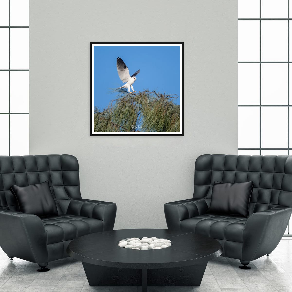 Landing. Black-Shouldered Kite