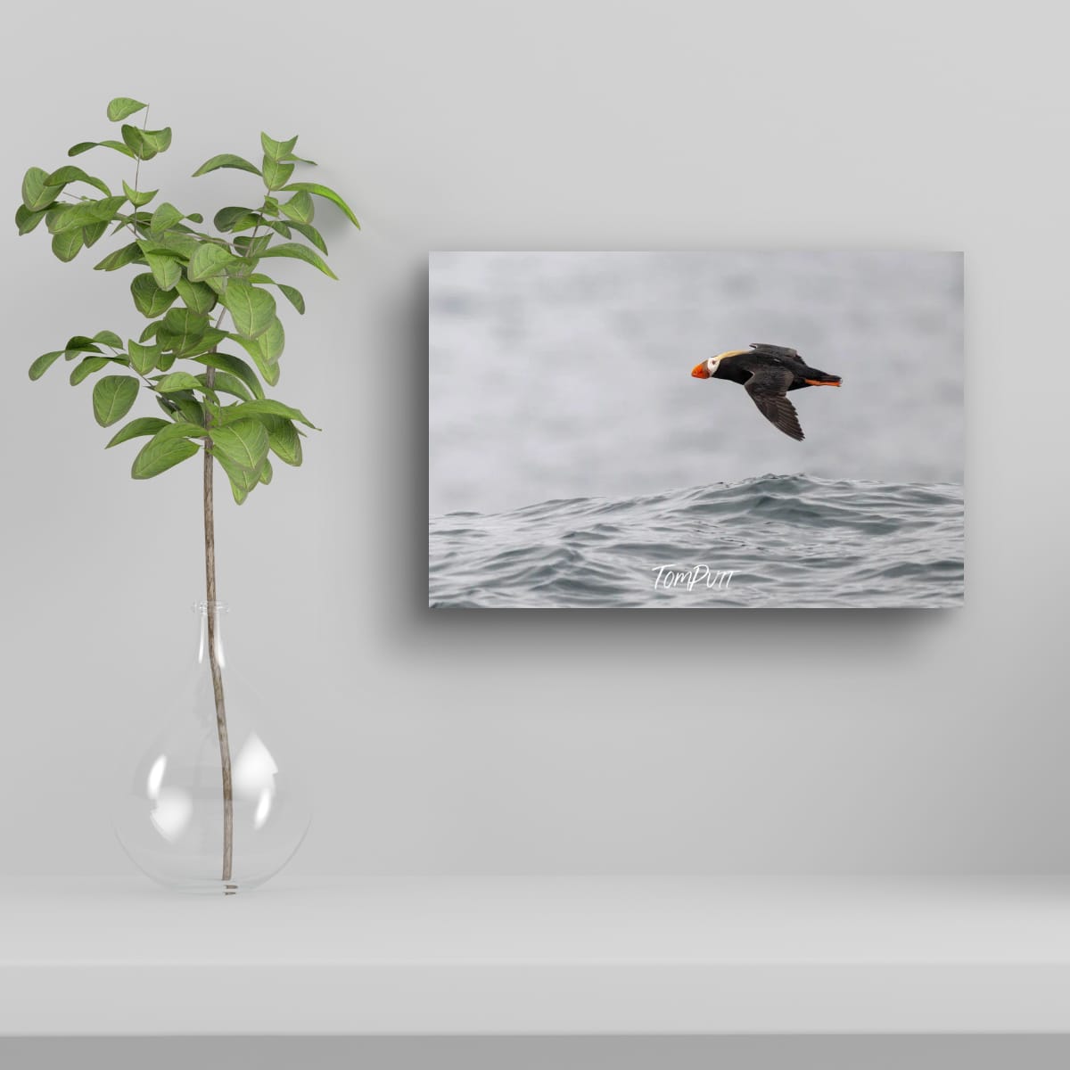 Wave Skimming Tufted Puffin