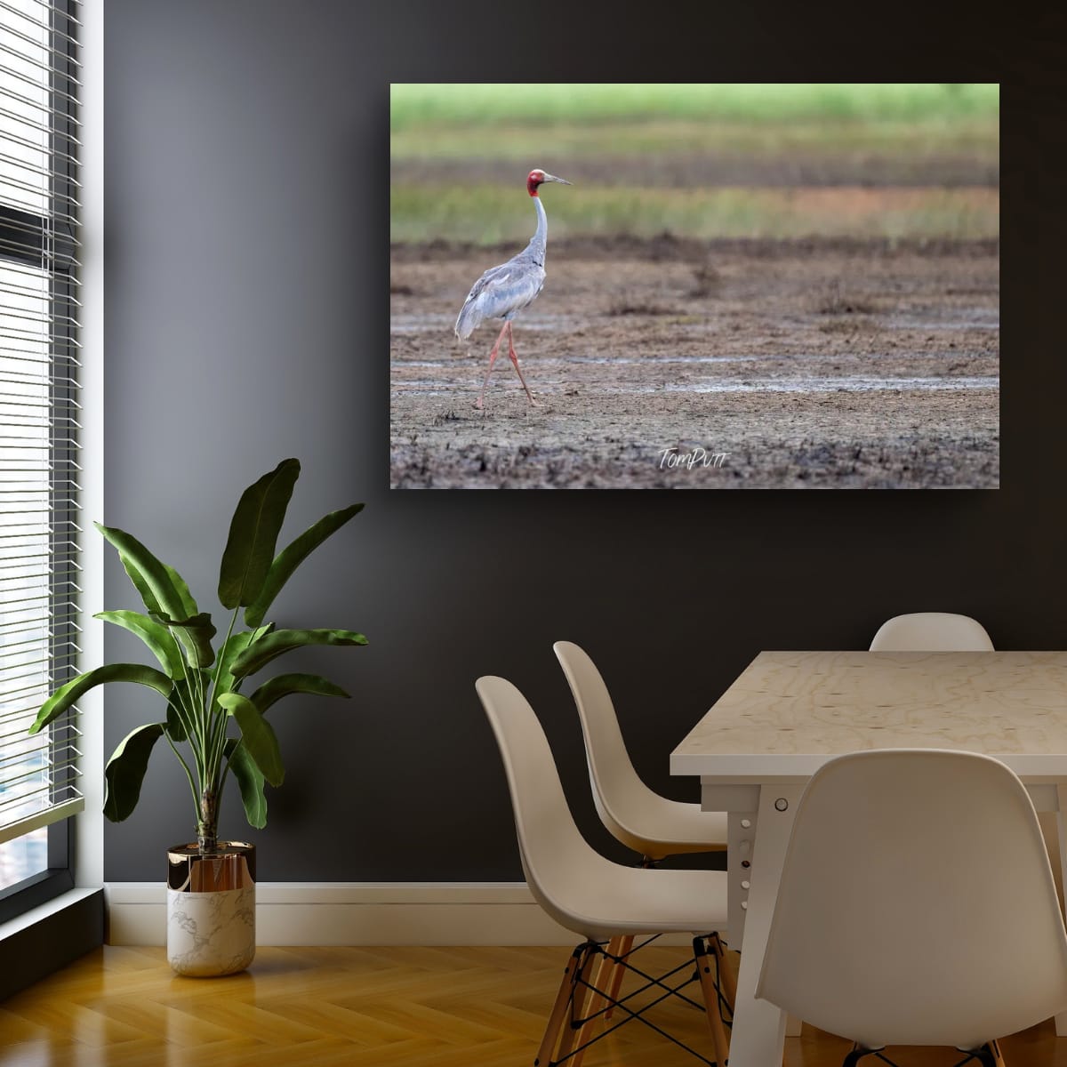 Sarus Crane Strolling