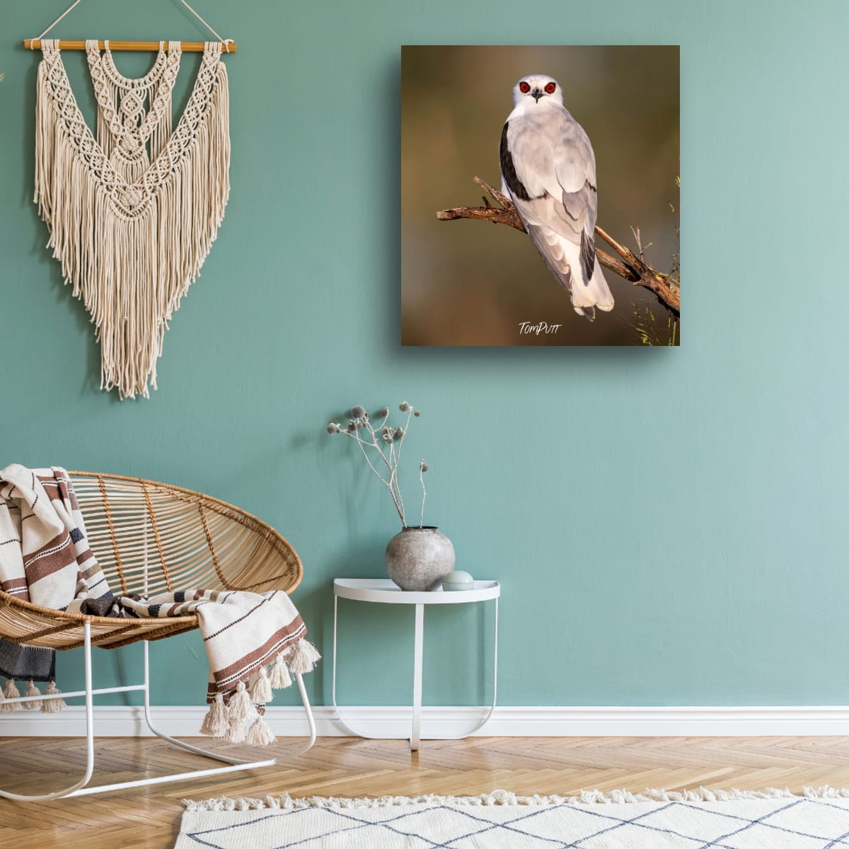 Eyes of the Letter-Winged Kite