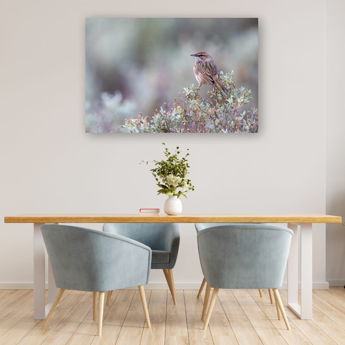 Feathered Pause. Rufous Fieldwren