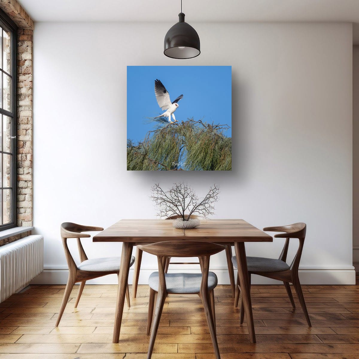 Landing. Black-Shouldered Kite