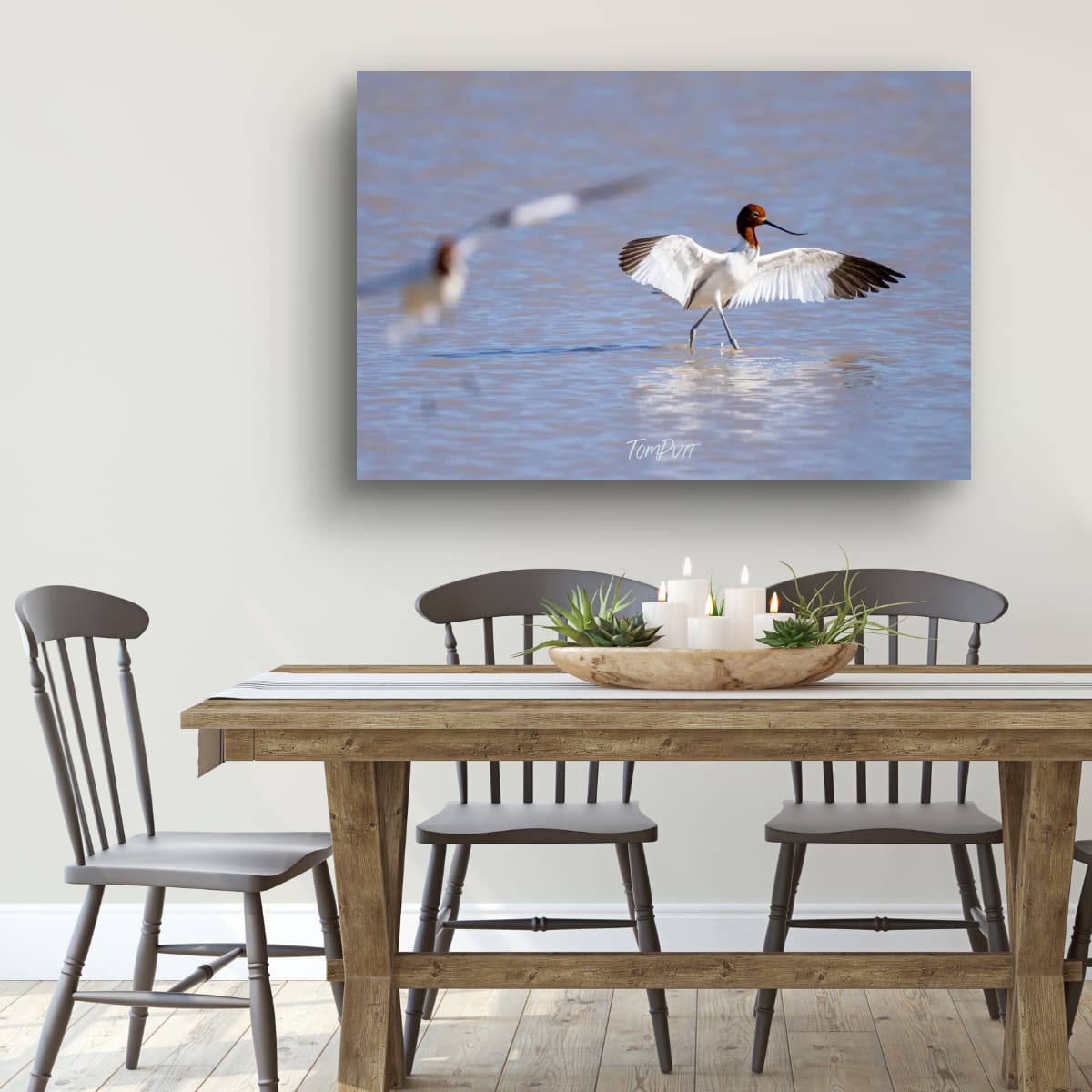 Stretching. Red-Necked Avocet
