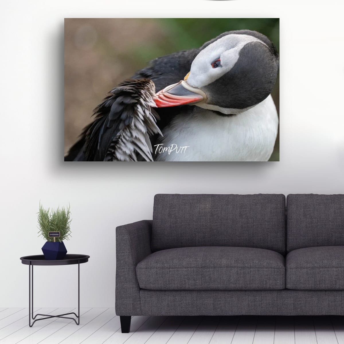 Preening. Atlantic Puffin