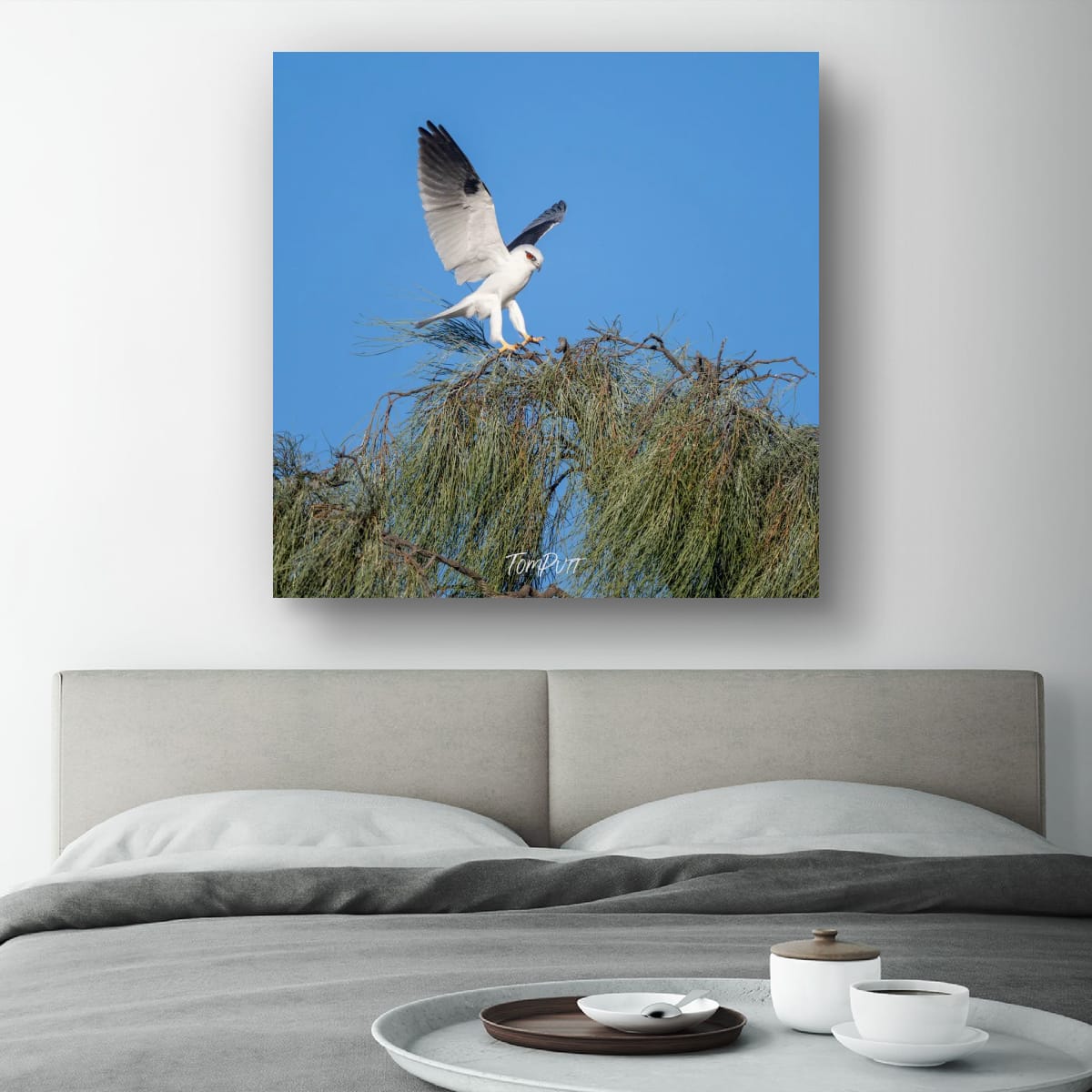 Landing. Black-Shouldered Kite