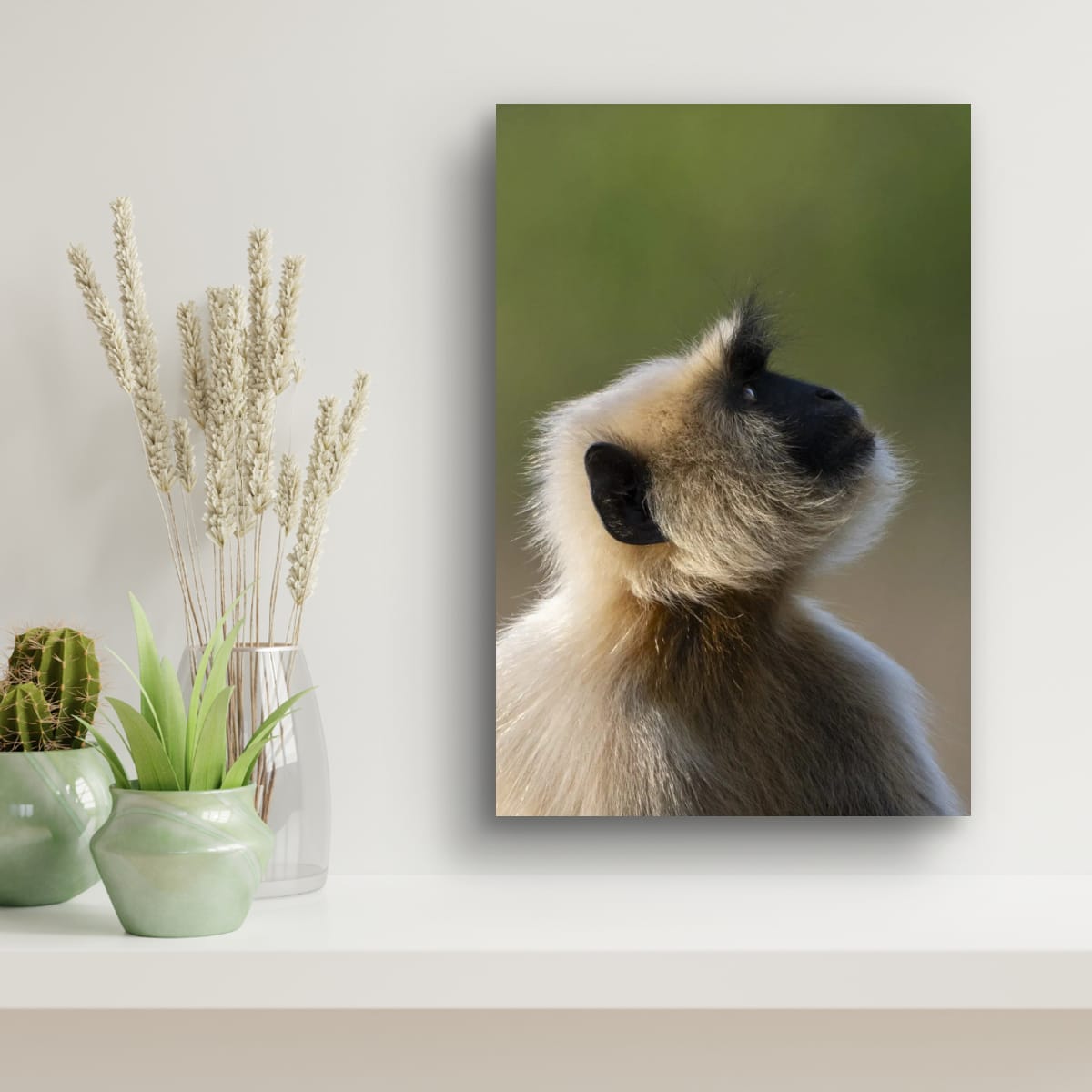 Monkey in Profile, India