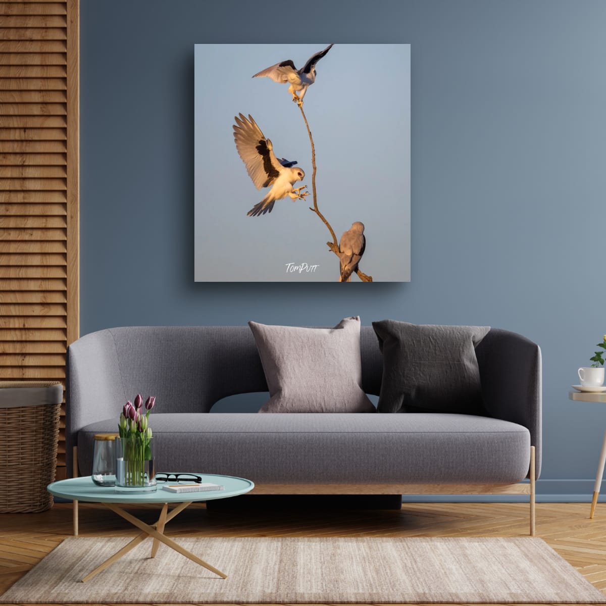 Letter-Winged Kite Trio