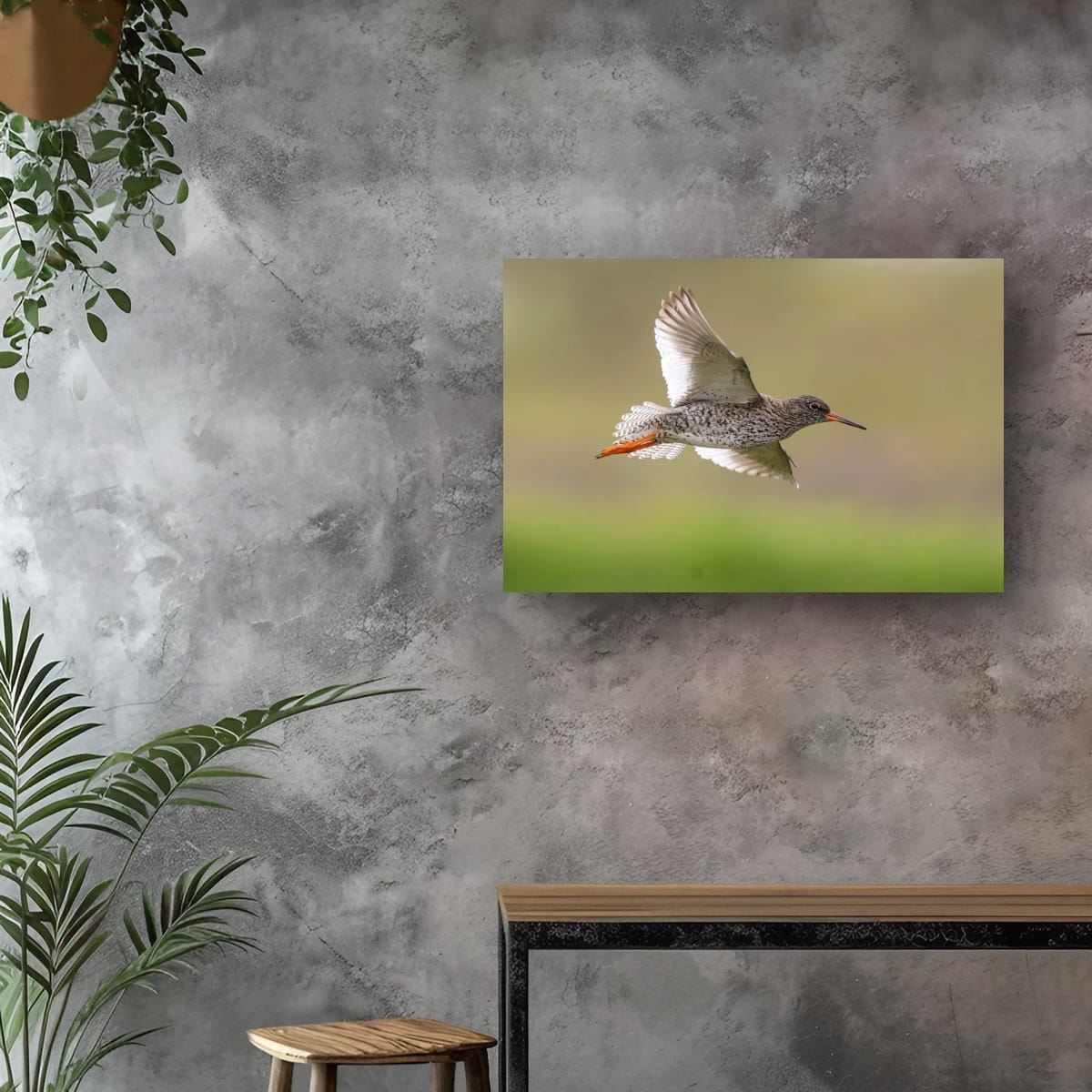 Redshank in Flight