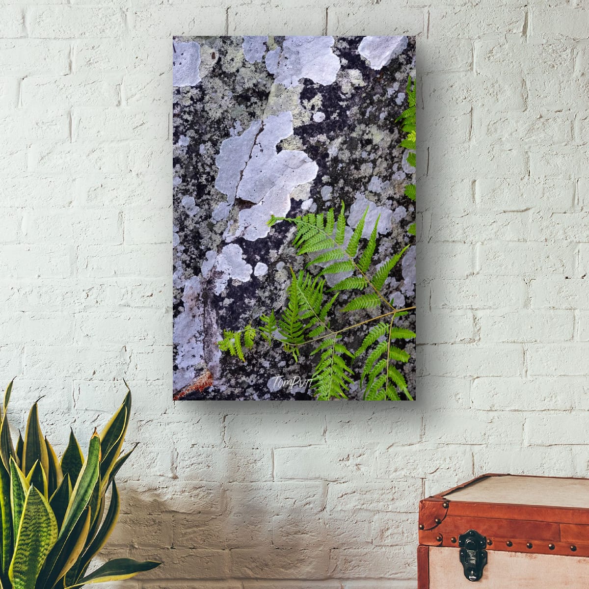 Lichen and Fern, Carnarvon Gorge