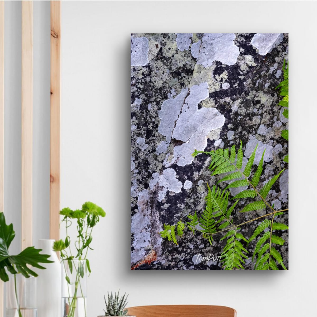 Lichen and Fern, Carnarvon Gorge