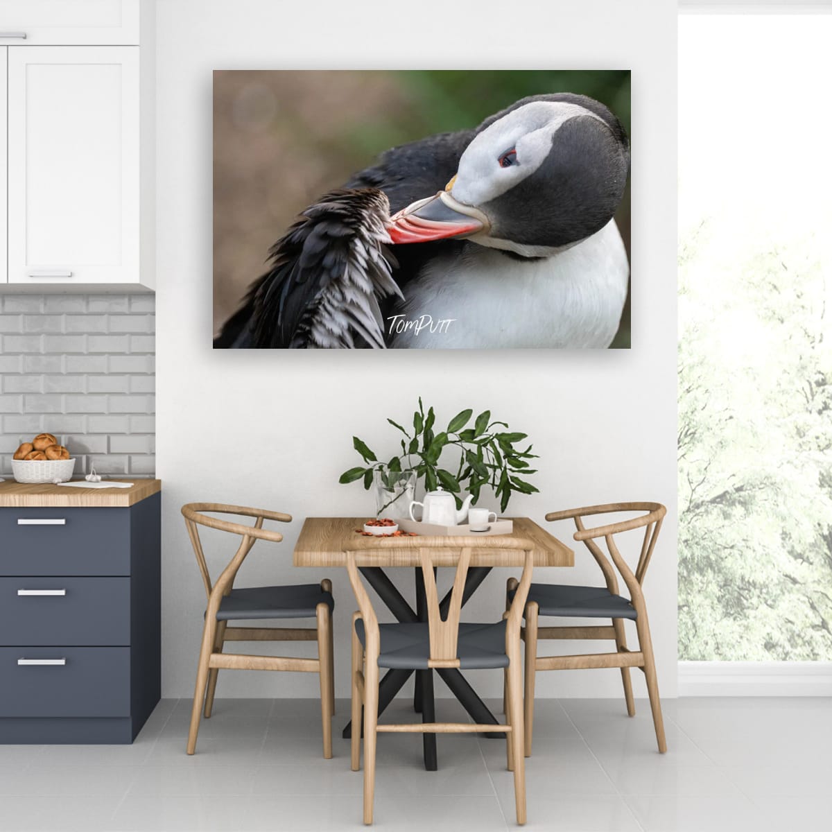Preening. Atlantic Puffin