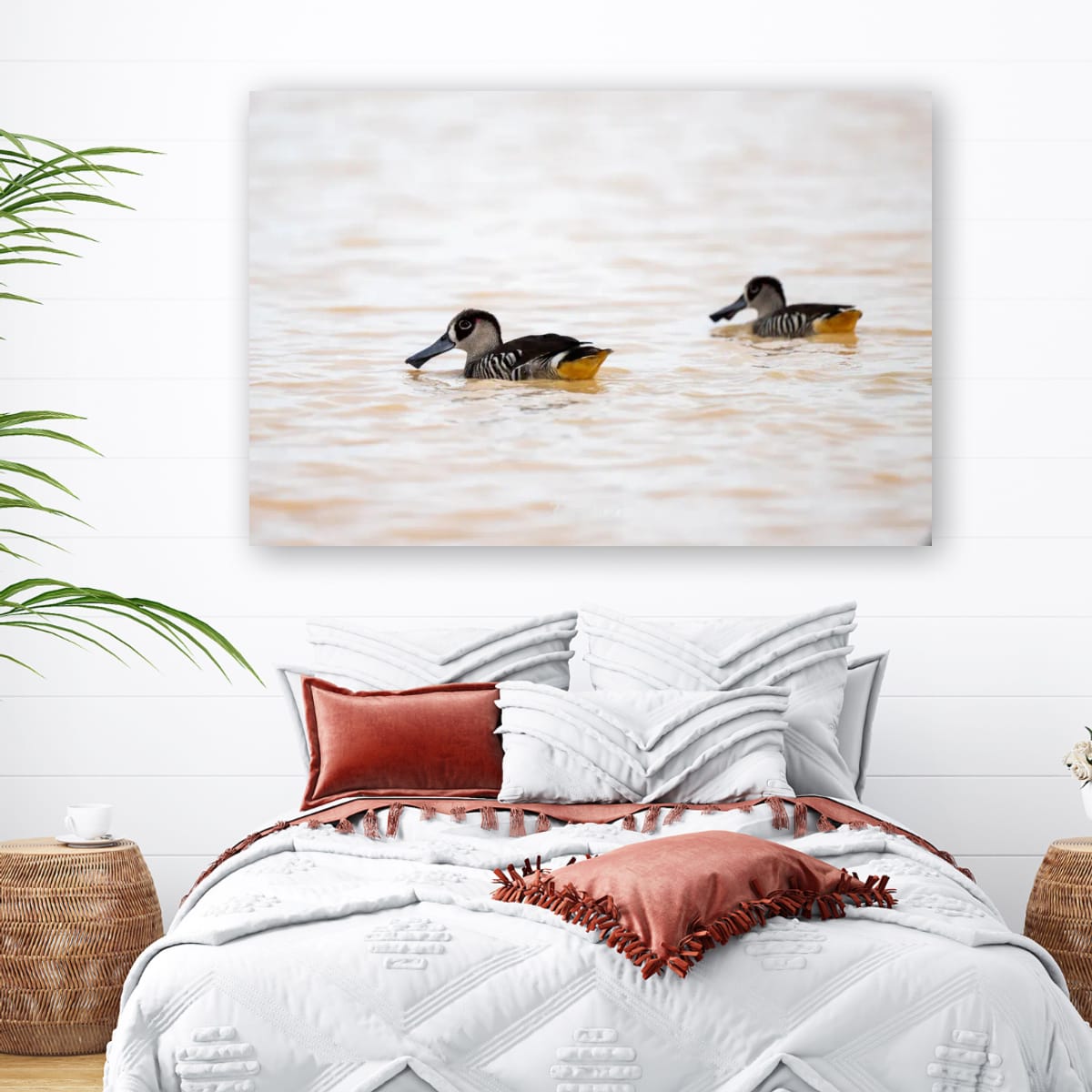 Pink-Eared Duck Duo