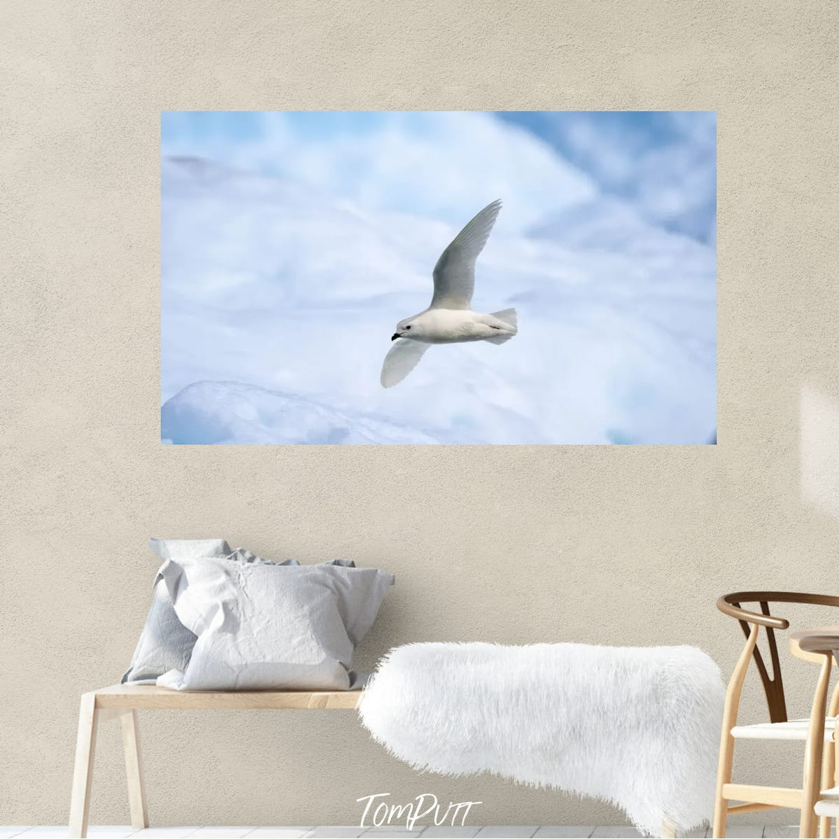 Snow Petrel in flight, Antarctica